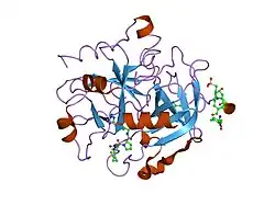 1o0d: Human Thrombin complexed with a d-Phe-Pro-Arg-type Inhibitor and a C-terminal Hirudin derived exo-site inhibitor