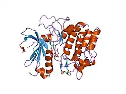 1o6l: CRYSTAL STRUCTURE OF AN ACTIVATED AKT/PROTEIN KINASE B (PKB-PIF CHIMERA) TERNARY COMPLEX WITH AMP-PNP AND GSK3 PEPTIDE