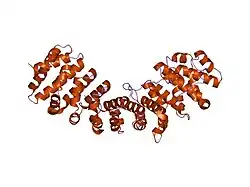 1q1s: Mouse Importin alpha- phosphorylated SV40 CN peptide complex