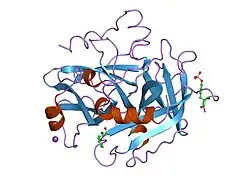 1tbz: HUMAN THROMBIN WITH ACTIVE SITE N-METHYL-D PHENYLALANYL-N-[5-(AMINOIMINOMETHYL)AMINO]-1-[(BENZOTHIAZOLYL)CARBONYL] BUTYL]-L-PROLINAMIDE TRIFLUROACETATE AND EXOSITE-HIRUGEN