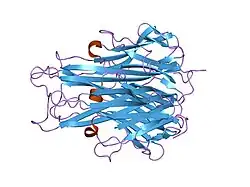 1tnf: THE STRUCTURE OF TUMOR NECROSIS FACTOR-ALPHA AT 2.6 ANGSTROMS RESOLUTION. IMPLICATIONS FOR RECEPTOR BINDING