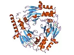 1u7v: Crystal Structure of the phosphorylated Smad2/Smad4 heterotrimeric complex