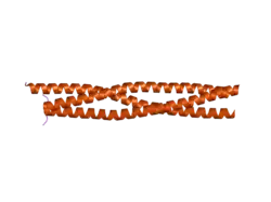 1wt6: Coiled-Coil domain of DMPK