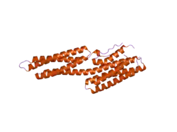1ydi: Human Vinculin Head Domain (VH1, 1-258) in Complex with Human Alpha-Actinin's Vinculin-Binding Site (Residues 731-760)