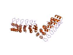 1yyh: Crystal structure of the human Notch 1 ankyrin domain