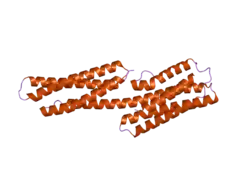 1zvz: Vinculin Head (0-258) in Complex with the Talin Rod Residue 820-844