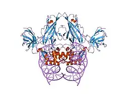 2as5: Structure of the DNA binding domains of NFAT and FOXP2 bound specifically to DNA.