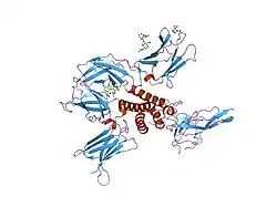 2b5i: cytokine receptor complex