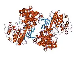 2cjm: MECHANISM OF CDK INHIBITION BY ACTIVE SITE PHOSPHORYLATION: CDK2 Y15P T160P IN COMPLEX WITH CYCLIN A STRUCTURE