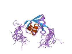 2daj: Solution Structure of the Novel Identified Ubiquitin-like Domain in the Human COBL-like 1 Protein