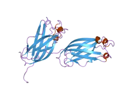 2f1x: Crystal structure of the TRAF-like domain of HAUSP/USP7 bound to a p53 peptide