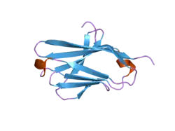 2frg: Structure of the immunoglobulin-like domain of human TLT-1