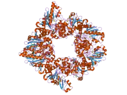 2gl6: Crystal structure of human sarcomeric mitochondrial creatine kinase