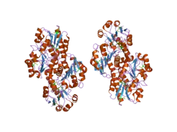 2h1s: Crystal Structure of a Glyoxylate/Hydroxypyruvate reductase from Homo sapiens