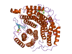 2idx: Structure of Human ATP:Cobalamin adenosyltransferase bound to ATP.
