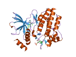 2ivv: CRYSTAL STRUCTURE OF PHOSPHORYLATED RET TYROSINE KINASE DOMAIN COMPLEXED WITH THE INHIBITOR PP1