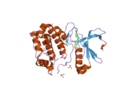 2np8: Structural Basis for the Inhibition of Aurora A Kinase by a Novel Class of High Affinity Disubstituted Pyrimidine Inhibitors