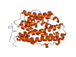 2uw2: CRYSTAL STRUCTURE OF HUMAN RIBONUCLEOTIDE REDUCTASE SUBUNIT R2
