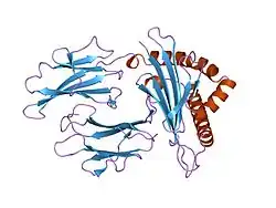 3hla: HUMAN CLASS I HISTOCOMPATIBILITY ANTIGEN A2.1