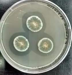 Three large patches of P. commune growing in a petri dish