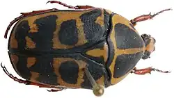 Pachnoda cordata from Togo