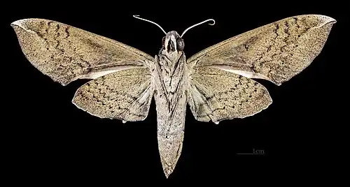 Pachylia ficus male △ Ventral side MHNT