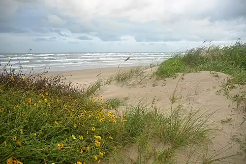Sand dunes and wildflower at beach (Nov 2022)