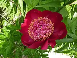 Paeonia 'Walter Mains', Japanese flowered