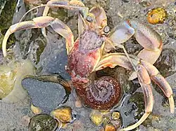 A crab out of a shell