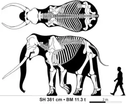 Skeleton of a straight-tusked elephant (Palaeoloxodon antiquus) bull
