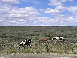 Horses graze on flat scrub land.
