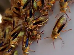 Parachartergus colobopterus