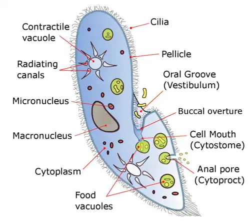 A diagram of Paramecium caudatum