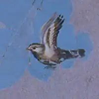 A fresco at Pompeii depicting an Italian sparrow or a relative
