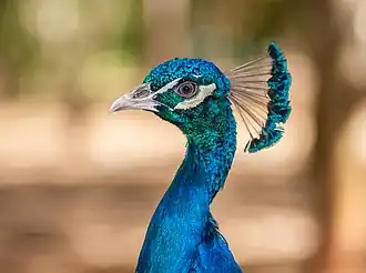 Indian peacock (Pavo cristatus)