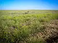 Uninterrupted prairie