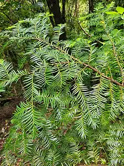 The bright green foliage of P. ferruginea; its leaves are arranged in an almost 'comb-like' or an 'eyelash-like' pattern.