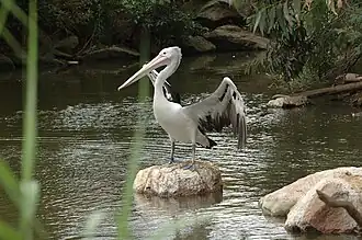 Australian pelican