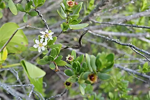Closeup of Pemphis acidula flower blossoms with ants on Aldabra atoll.