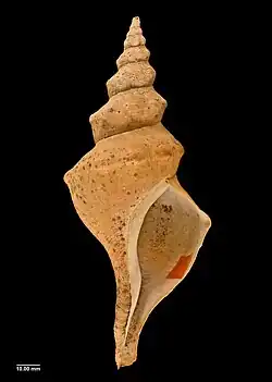 Shell formerly recognised as Penion cuvierianus jeakingsi