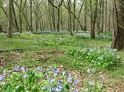 Bottomland forest in the Pennyroyal Plain, Kentucky