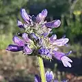 Flowers of Penstemon attenuatus