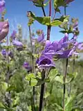 Flowers of Penstemon glandulosus