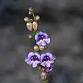 Flowers of Penstemon pahutensis