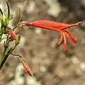 Flower of Penstemon pinifolius