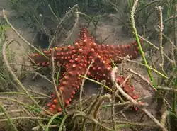 Pentaceraster horridus