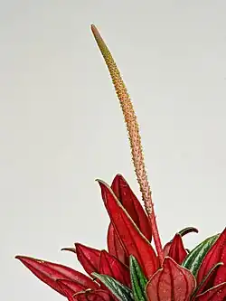 Tiny flowers (~1 mm (0.039 in)) on spike of P.c. 'Rosso'