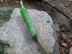 Dorsal view of Pergesa acteus caterpillar.