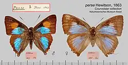 D. p. perse Courvoisier Collection, Basel