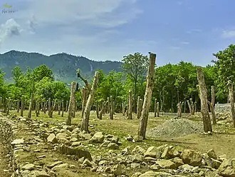 Persimmon Bagh at Munjai Captured By Sajid Jebran